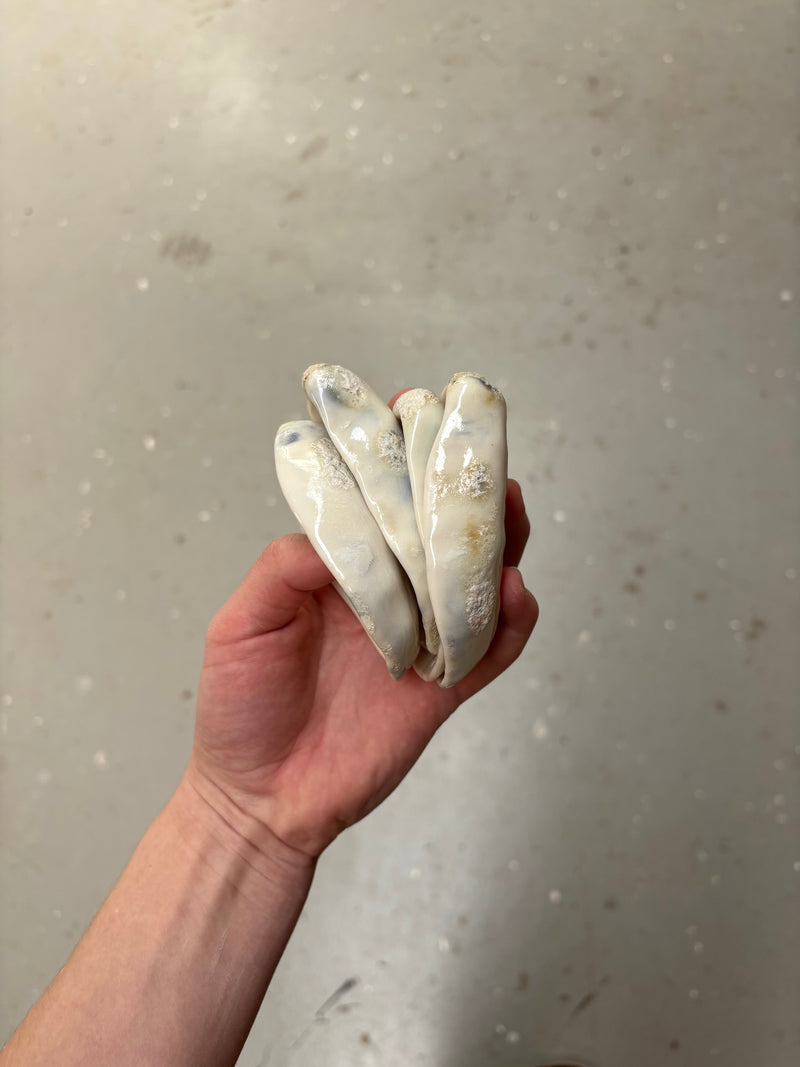 Porcelæns muslingeskal - natur